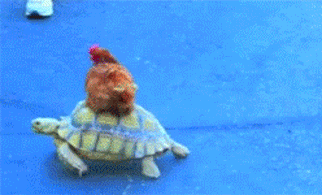 Video gif. A red chicken rides on top of a tortoise as he wanders around.