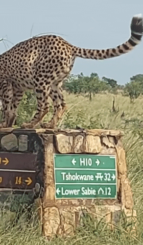 National Park Funny Animals GIF by Storyful
