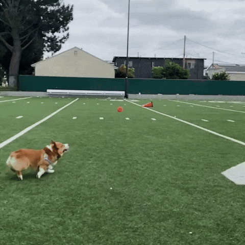 Corgi Cute Dog GIF