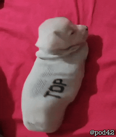 Puppy Sleeping GIF