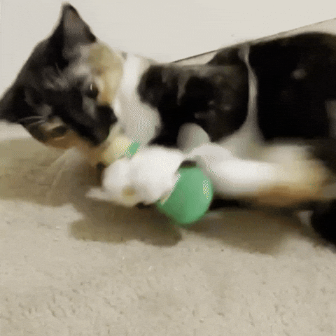 Cat Explode GIF