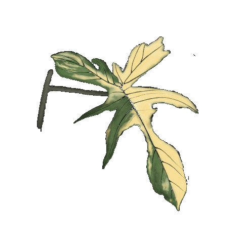 Green Sticker