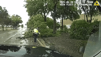 Tree Police GIF by Storyful