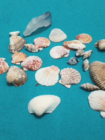 seashells GIF by mtv