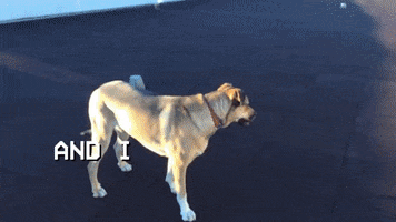 bell house dog GIF by Polyvinyl Records