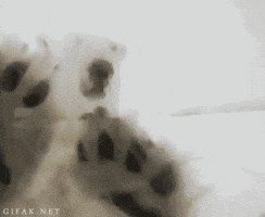 scratching polar bear GIF