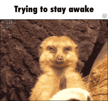 Wildlife gif. Meerkat's eyes slowly close while it appears to doze off and fall over, then catches itself and wakes up with a start.