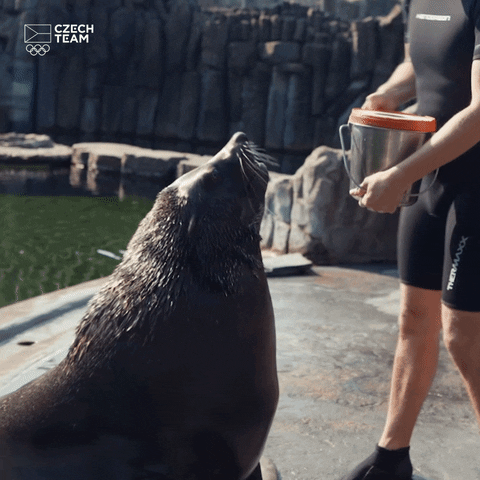 Wildlife gif. Man in a wetsuit holding a bucket leans down to give a seal a high five.