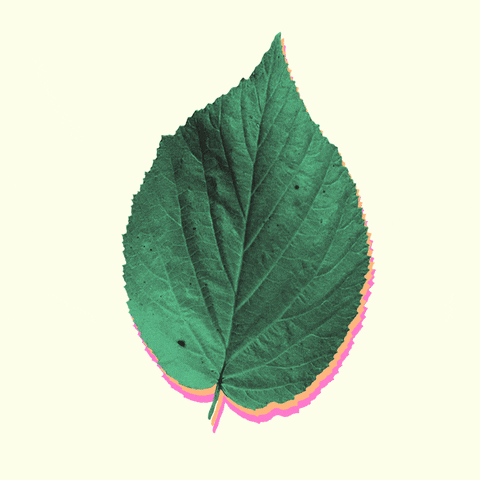 leaves gif