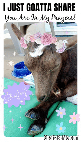 Digital art gif. A picture of a goat lies with its eyes closed and its front legs crossed as a pink and purple headband of flowers rests between its ears. Text, "I just got ta share, you are in my prayers!" Purple glitter text, "Praying!"