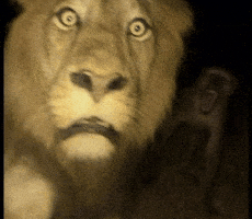 Shocked Lion GIF