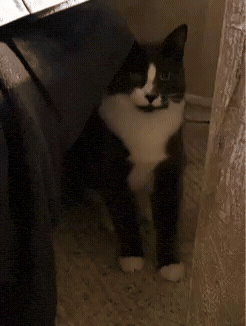 I See You Wtf GIF by SARAHENNA
