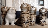 200w.gif