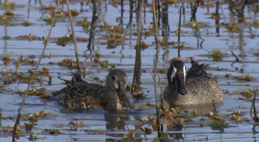 Bottoms Up Eating GIF by U.S. Fish and Wildlife Service