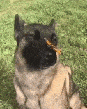 Dog With Butterfly GIF