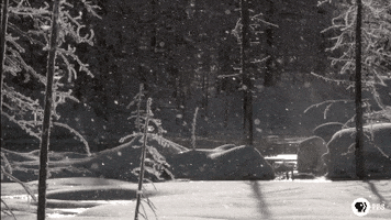 Pbs Nature Snow GIF by Nature on PBS
