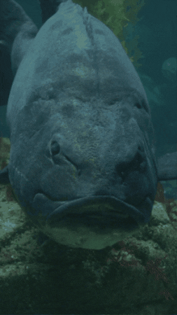 Sea Bass Frown GIF by Monterey Bay Aquarium