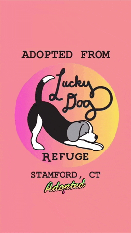 Ldr GIF by Lucky Dog Refuge