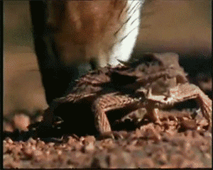 attackerhttpwwwredditcomrinterestingasfuck