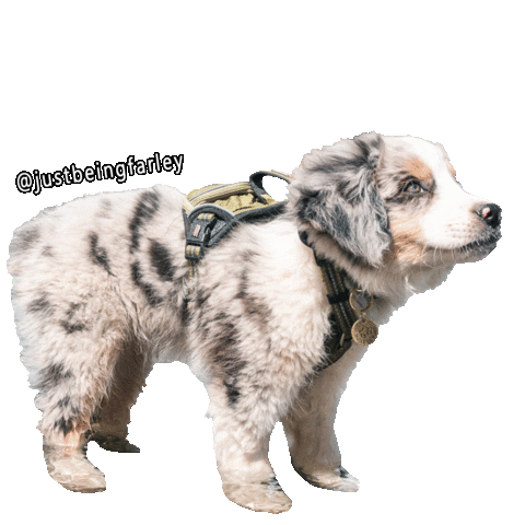 Dog Puppy Sticker by JustBeingFarley