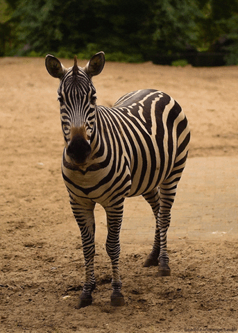 Zoo Zebra GIF by Head Like an Orange - Find & Share on GIPHY