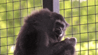 Endangered Gibbon Turns 51 at Arizona Zoo