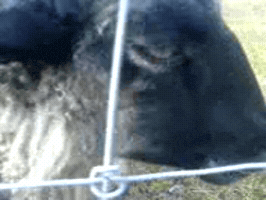 Faro GIF