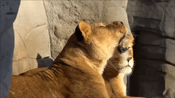 Monday Morning GIF by Squirrel Monkey