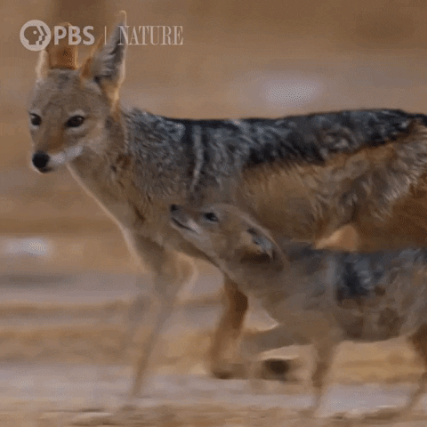 Pbs Nature Running GIF by Nature on PBS