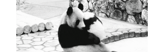 photo Animated Gif Panda Bear Hug panda bear hug gif