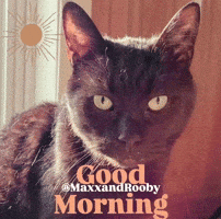 Good Morning Cat GIF