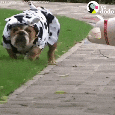 Dog Halloween GIF by El Dodo