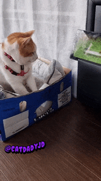 Cat-cop GIFs - Find & Share on GIPHY