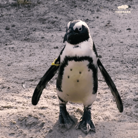 tierparkberlin penguin swim bath dive GIF