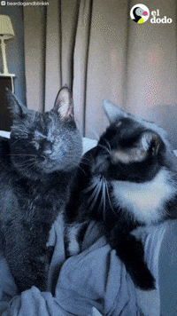 Angry Cat GIF by JustViral.Net - Find & Share on GIPHY