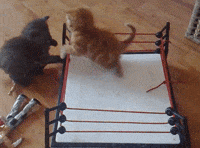 cat boxing gif
