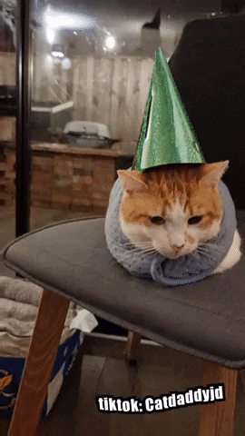 Happy Birthday Cat GIF by STAGEWOLF