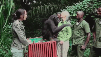 arenaserrano jane goodall GIF