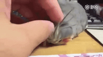newsmagazin  GIF