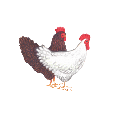 Chickens Sticker by KWE Publishing