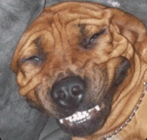Dog Smile GIF