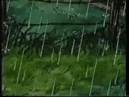Rain GIF