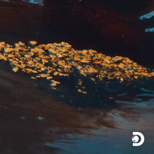 Shining Gold Rush GIF by Discovery