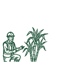 Safra Sticker by Bio Aroeira