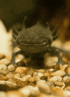 salamander axolotl GIF by Head Like an Orange