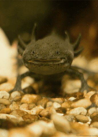 Salamander Axolotl GIF by Head Like an Orange