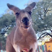 Funny-kangaroo GIFs - Get the best GIF on GIPHY