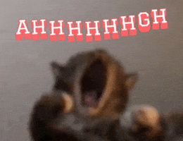 Cat Car GIF