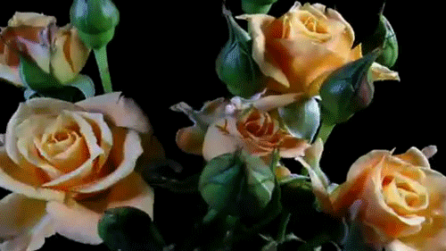 Blooming Flowers GIFs - Get the best GIF on GIPHY