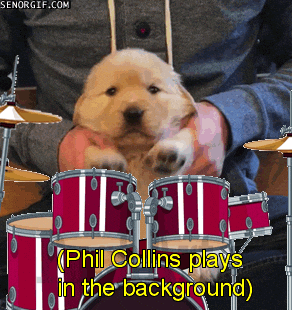 phil collins dogs GIF
